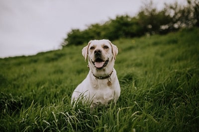 Engaging 5+ Essay on Dog for Class 1, 2, 3 to 9 & 10 Lines Engaging 5+ Essay on Dog for Class 1, 2, 3 to 9 & 10 Lines